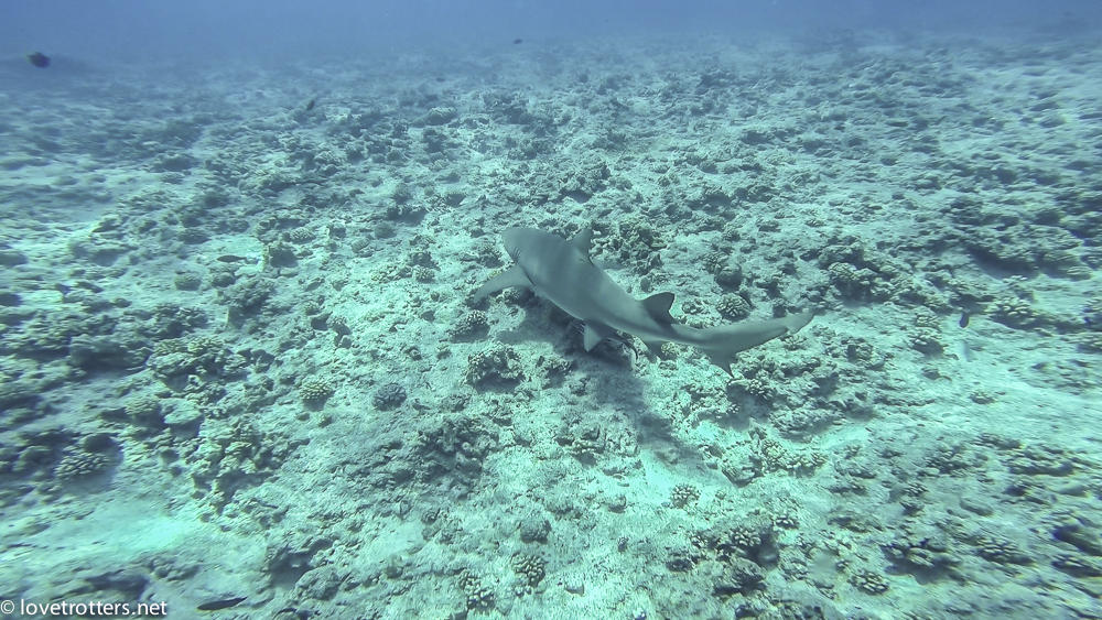 Bora Bora Rencontre